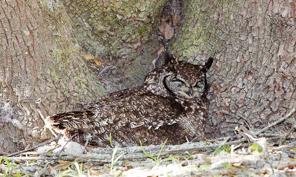 Spotted Eagle Owl incubating